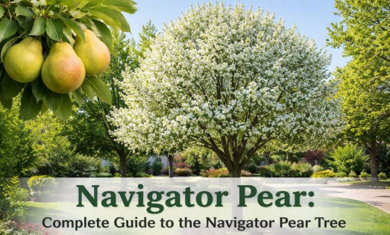 Navigator Pear