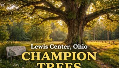 Lewis Center Ohio Champion Trees